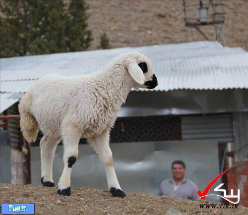 تصاویری از تولد گوسفندی عجیب الخلقه با ۳ پا!
