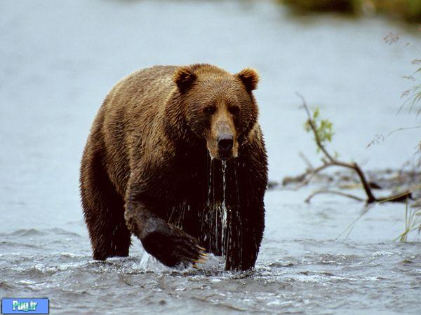 عکس های دیدنی از خرس 