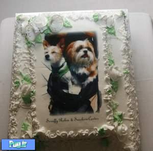 يکصد نفر شاهد ازدواج دو سگ در کاليفرنيا ! + عکس