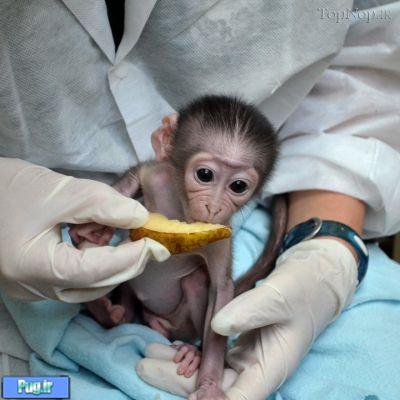 تاحالا میمون نوزاد دیدید ؟ 