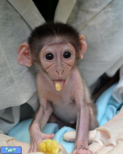 تاحالا میمون نوزاد دیدید ؟ 