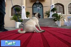 راه‌اندازی اولین هتل ویژه حیوانات در امارات