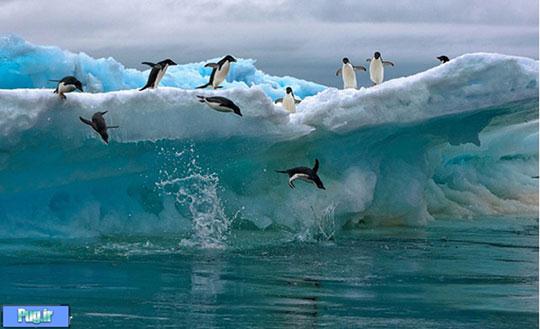عکس های شگفت انگیز قطب جنوب