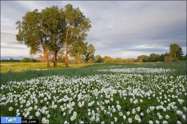 تصاویری زیبا از طبیعت سیبری(سیبریه)