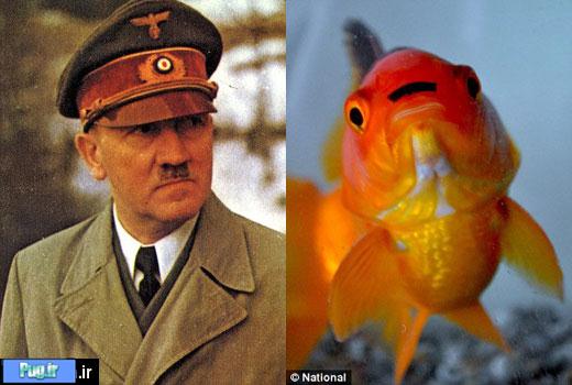 ماهی جنجالی که بسیار شبیه هیتلر هست 