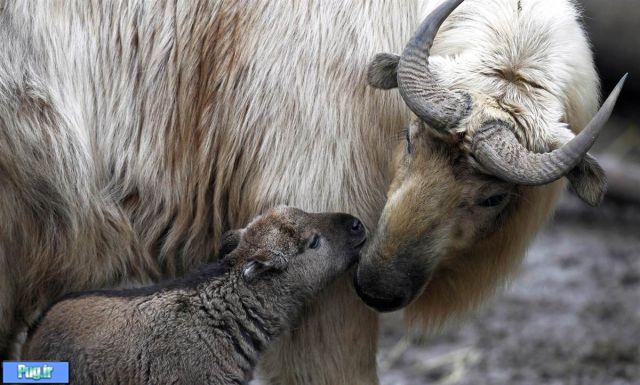 عشق مادری در حیوانات تصویری