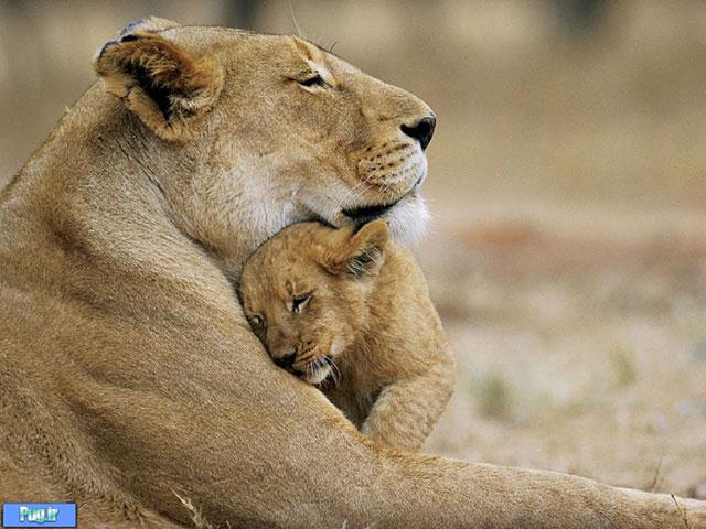 عشق مادری در حیوانات تصویری