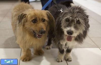ماجرای دو سگ ایرانی که به کانادا پناهنده شدند!