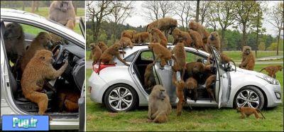وقتی میمون ها ماشین دوست دارند  تصویری 
