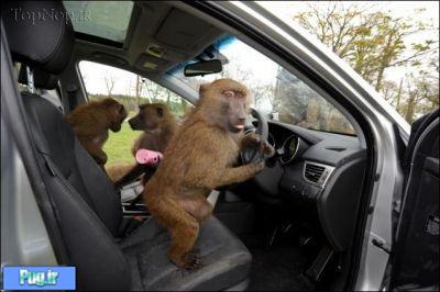 وقتی میمون ها ماشین دوست دارند  تصویری 