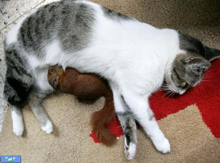 شیر دادن گربه به سنجاب / عکس