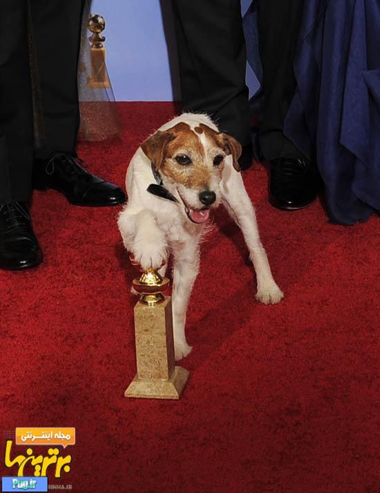 معروف ترین سگ بازیگر در گلدن گلوب + عکس