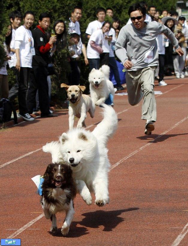 المپیک سگ ها در چین+عکس