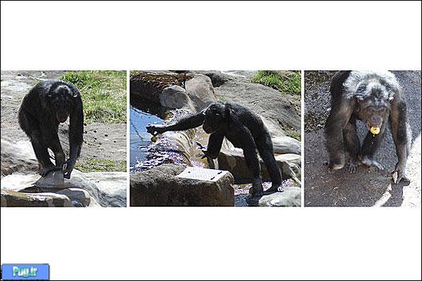 شامپانزه شروری که موجب تعجب دانشمندان شده است! + عکس
