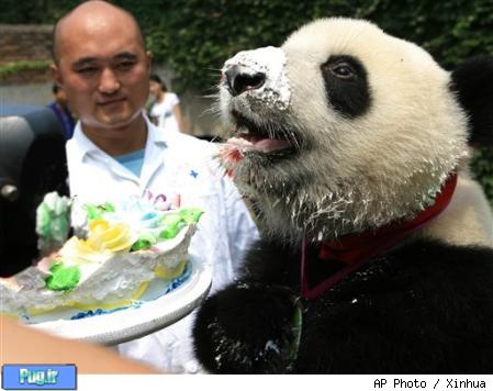 عکس هایی از جشن تولد  برای حیوانات 