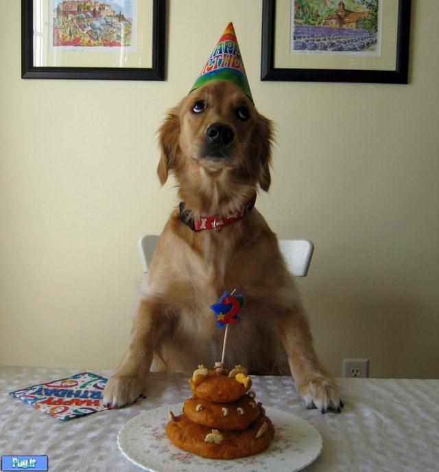 عکس هایی از جشن تولد  برای حیوانات 