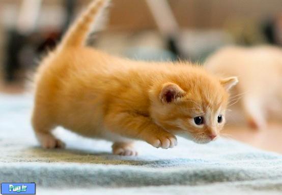 24 عکس زیبا از گربه ها 