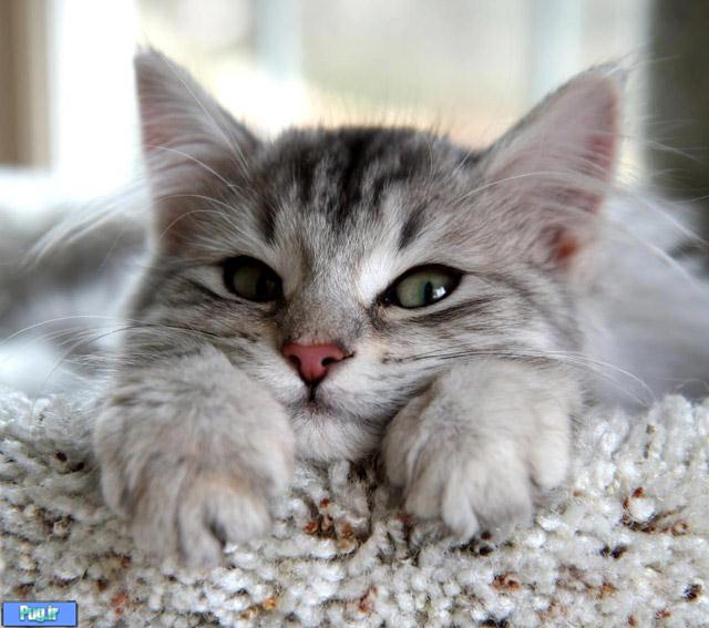 24 عکس زیبا از گربه ها 