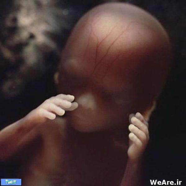 تصاویر باورنکردنی از ابتدای لقاح تا تولد نوزاد انسان!!