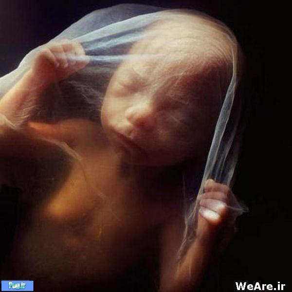 تصاویر باورنکردنی از ابتدای لقاح تا تولد نوزاد انسان!!