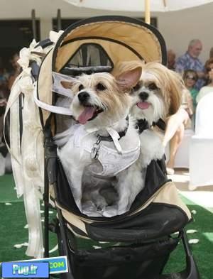 مراسم عروسی دو سگ میلیونر در کالیفرنیا