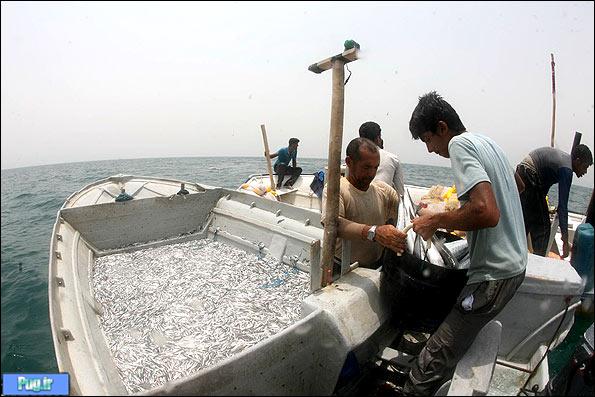 صید ماهی به روش پرسان