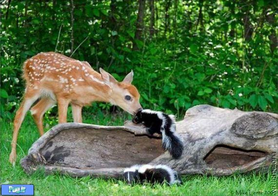 دوستی حیوانات بسیار دیدنی 