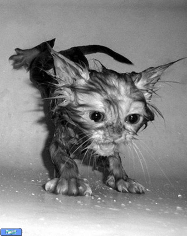 عکس گربه های خیس 