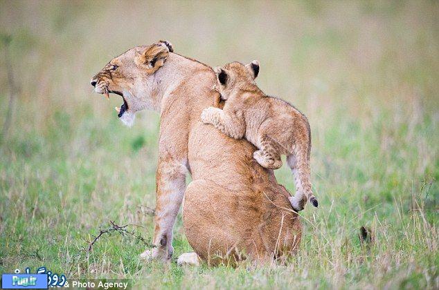 محبت مادری در شیر ها 