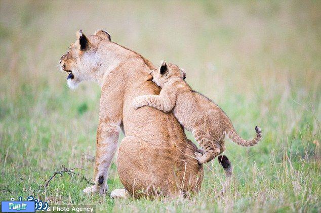 محبت مادری در شیر ها 
