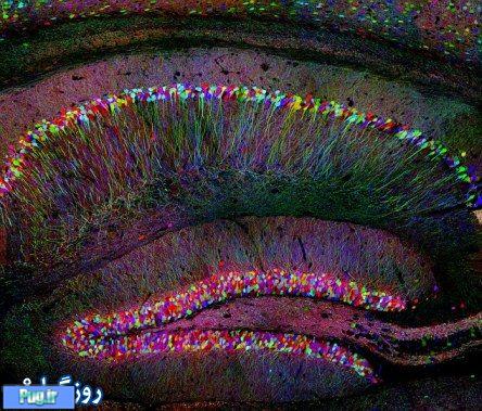 تصاویری از نقشه مغز انسان 