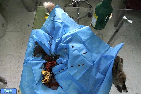 جراحی بچه روباه زخمی