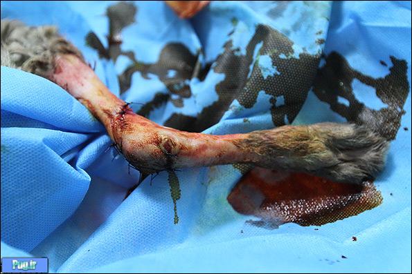 جراحی بچه روباه زخمی