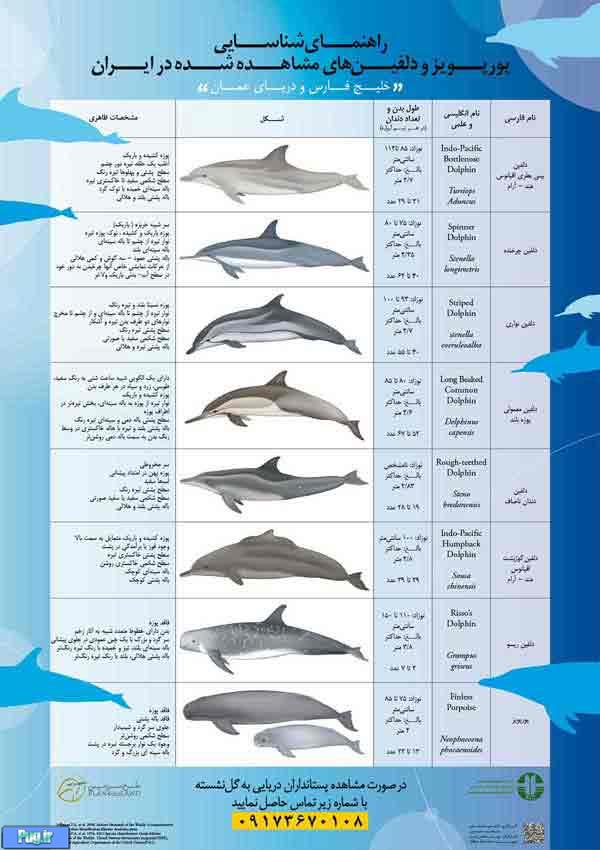 شناسایی یازده گونه دلفین در آب‌های خلیج فارس