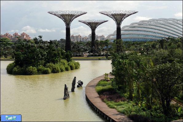 تصاویری از یک جنگل مصنوعی در سنگاپور/ جنگلی برای تولید انرژی خورشیدی