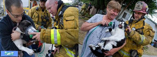   نجات سگ و گربه از آتش