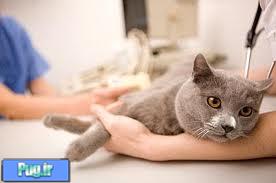 کمک های اولیه برای شکستگی استخوان در گربه (ترجمه)
