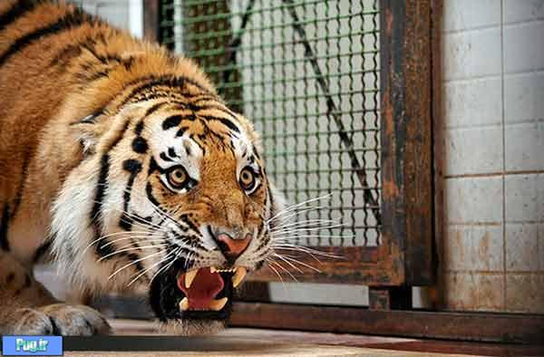 باغ وحش ساری سبب استفاده دانش آموزان و دانشجویان از تنوع جانوری می‌شود!