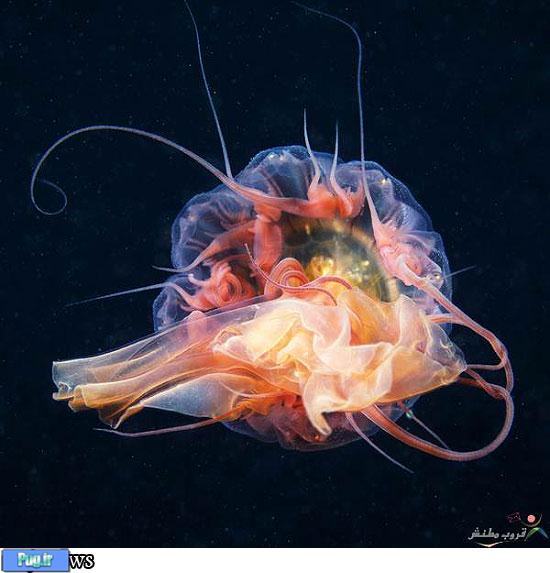 موجودات زیبای دریایی در دریای سیاه