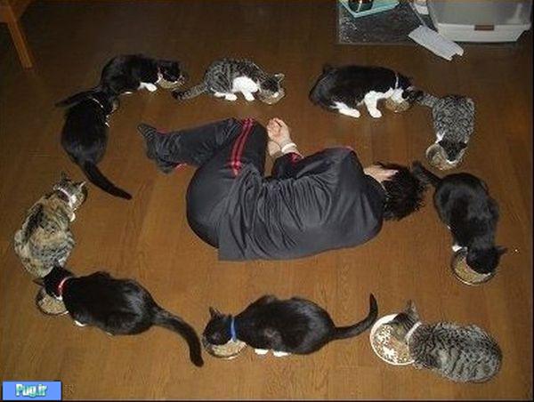 هنرمندی با گربه ها 