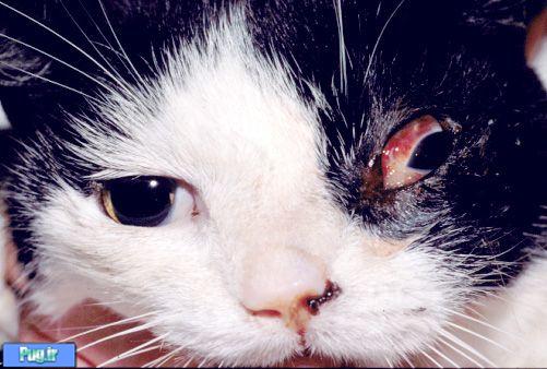  بيماري قرمزي چشم در گربه(ترجمه) 