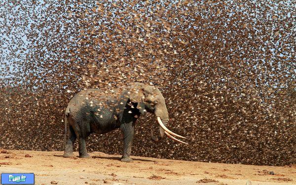 فیل آفریقایی در محاصره پرندگان 