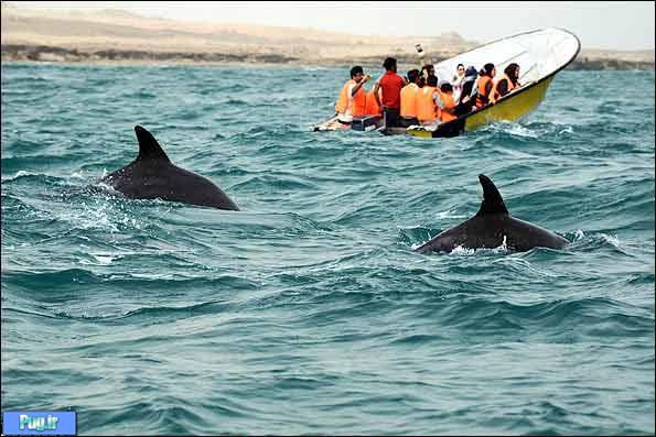 کشته شدن یک دلفین به ازای هر هزار بازدیدکننده