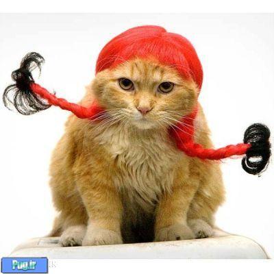 گربه با کلاه گیس