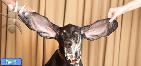 دراز گوش ترین سگ در جهان+عکس 