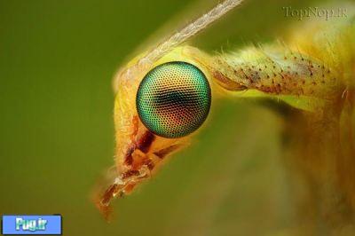 حشرات با لنز ماکرو