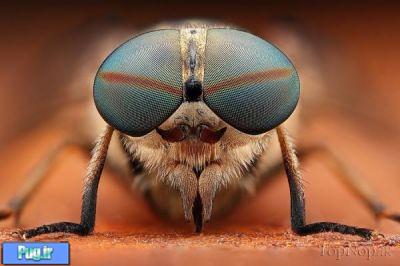 حشرات با لنز ماکرو