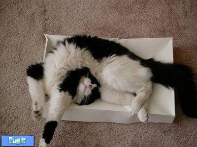 گربه ها کجا هاکه نمخوابند 
