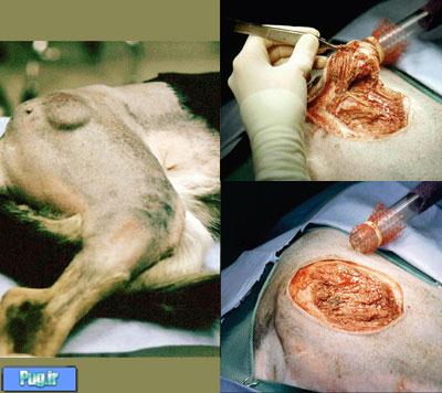  تصاویر درمان تومورهای حیوانات خانگی