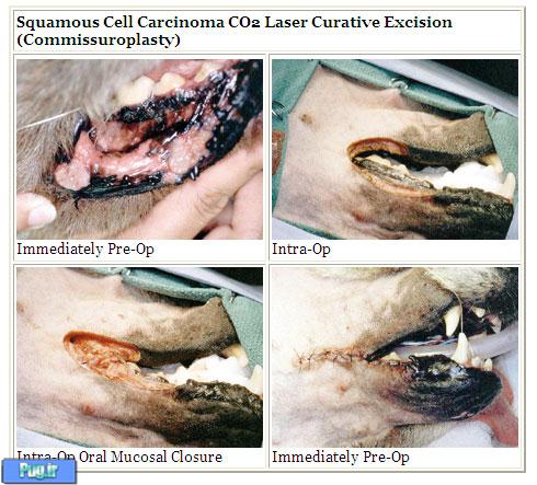  تصاویر درمان تومورهای حیوانات خانگی